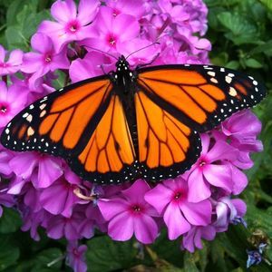 Meet your Posher, Janeen